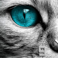 Wanduhr XXL 3D Optik Dixtime blaue Augen Katze 50x50 cm leises Uhrwerk GQ-015