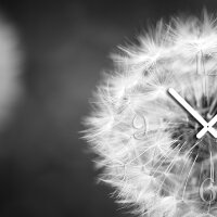 Wanduhr XXL 3D Optik Dixtime schwarz weiß Pusteblume 50x70 cm leises Uhrwerk GR-042