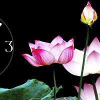 Wanduhr XXL 3D Optik Dixtime pink Lotus Blüte 50x70 cm leises Uhrwerk GR-024