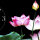 Wanduhr XXL 3D Optik Dixtime pink Lotus Blüte 50x70 cm leises Uhrwerk GR-024