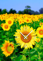 6061 Dixtime Designer Wanduhr, Wanduhren, Wohnraumuhr