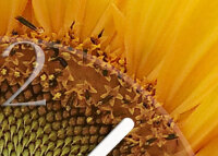 Tischuhr 30cmx30cm inkl. Alu-Ständer -Landschaftsbild Sonnenblume  geräuschloses Quarzuhrwerk -Wanduhr-Standuhr TU6040 DIXTIME