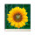 Tischuhr 30cmx30cm inkl. Alu-Ständer -Landschaftsbild Sonnenblume  geräuschloses Quarzuhrwerk -Wanduhr-Standuhr TU6040 DIXTIME