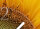 Tischuhr 30cmx30cm inkl. Alu-Ständer -Landschaftsbild Sonnenblume  geräuschloses Quarzuhrwerk -Wanduhr-Standuhr TU6040 DIXTIME